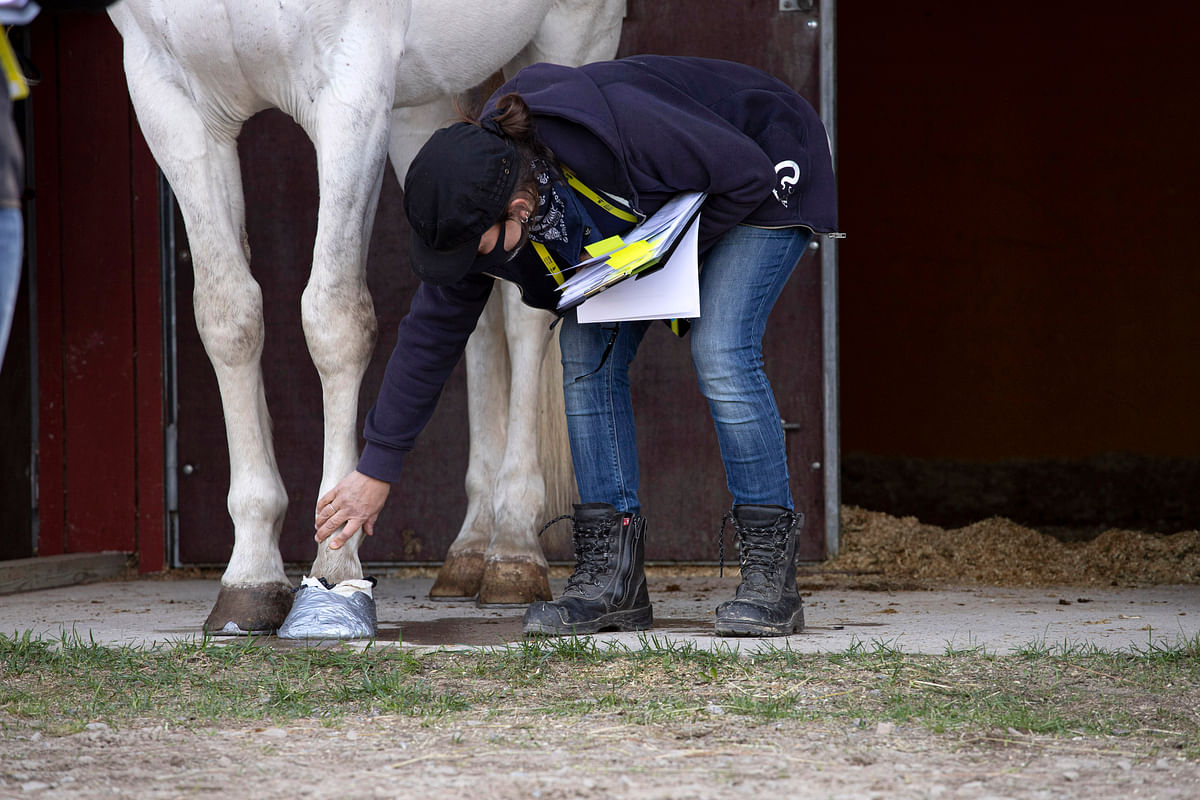 Kaviohauteen tekeminen kuuluu hevosenhoitajien perusosaamiseen. Kuva Ruukin Taitaja-finaalista vuodelta 2021. 