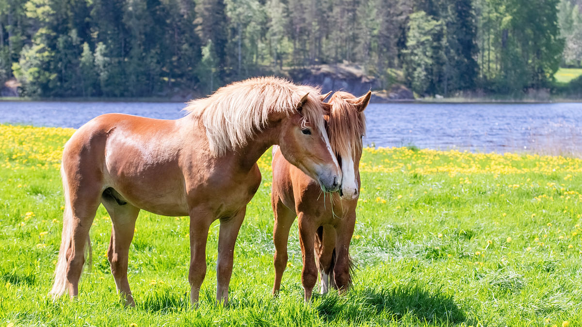 Pitäisikö hevosen saada olla kosketusetäisyydellä lajitoveriinsa myös tallissa?