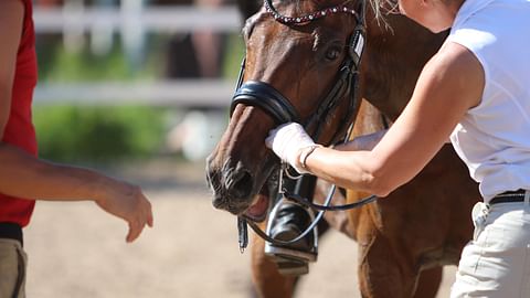 Stewardi tarkastaa kouluhevosen suitsitusta startin jälkeen.