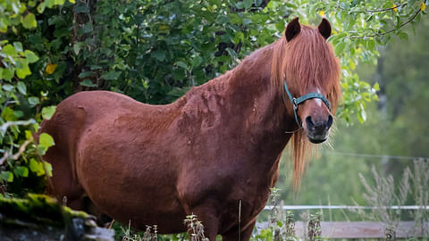 Jeposta otettiin muistokuvat sen omassa omenapuutarhassa joitakin vuosia sitten.