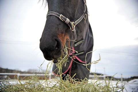 Heinätarjoilu on hevoselle paitsi ravitsemuksen ja kokonaisvaltaisen hyvinvoinnin perusta, yleensä myös merkittävä positiivinen vahviste.