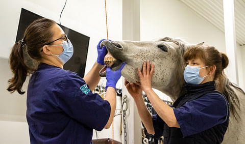 Leena Karma hoitaa työkseen hevosten hampaita ja kurssittaa muita eläinlääkäreitä. Kuvassa terveet etuhampaat. 