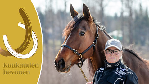 Marlon Boko on Hevosurheilun huhtikuun Kuukauden hevonen. Kuvassa hevosen kanssa Minna Kauhanen.