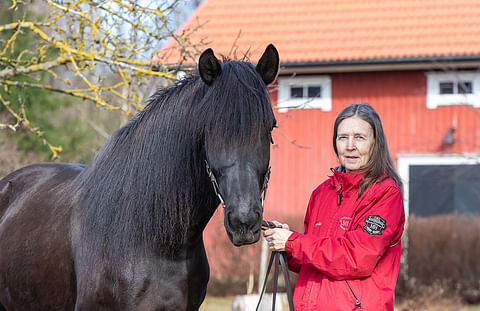 Marketta Korpelainen-Reinilä nauttii elämästä kotitilallaan hevosten kanssa. Kahdeksanvuotias musta tamma Reinilän Ilotella on pokannut palkintoja varsanäyttelyistä. Sekin on Tähti-Tellan kolmatta polvea.