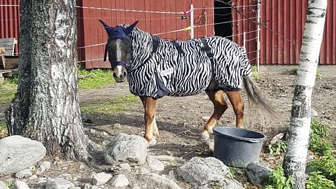 Kesäihottuman paras suositeltu hoito on yhä loimitus ja muu suojaus ötököitä vastaan.