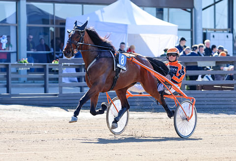 Star Angus jatkaa uraansa Juho Ihamuotilan tallista käsin.