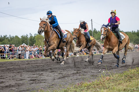 Laukkaderbyn suomenhevoslähtö.  Myös katsojat viihtyivät Porvoon laukkatapahtumassa. 