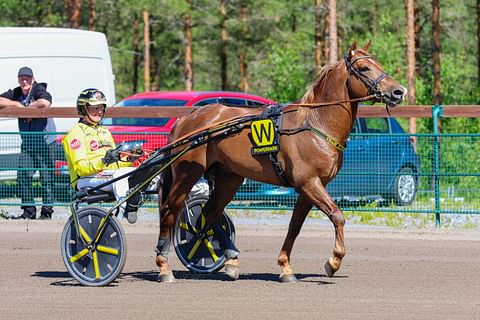 Ravihevonen Weikko rattaillaan Öystein Tjomsland