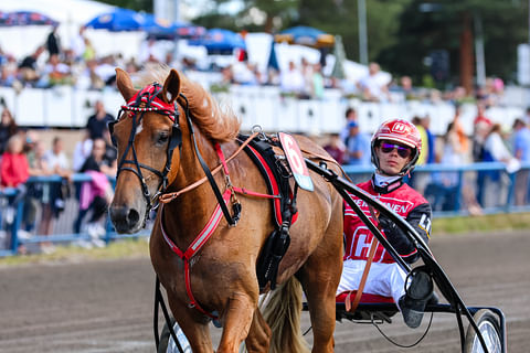 Jockas Rita ravihevonen suomenhevonen