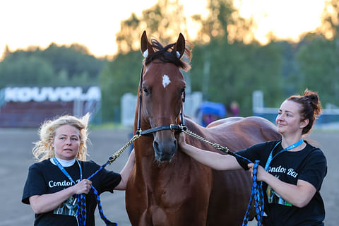 Ravihevonen Condor Bar ja Henna Halme