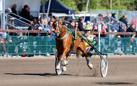 Suomenhevosori Vilkkeen Velmu rattaillaan Teemu Okkolin.