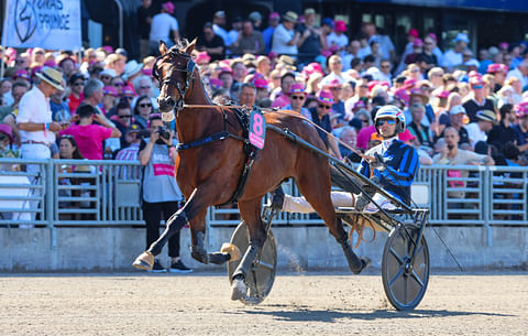 Idao De Tillard ravihevonen