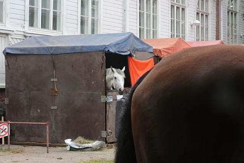 Oletko tuomassa hevosta Suomeen kilpailemaan vai kasvatukseen? Rekisteröidä pitää joka tapauksessa. 