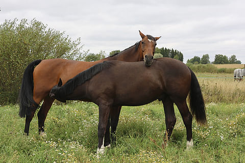 Minna Niemisen Del-varsat kasvavat laumassa, jossa on monen ikäisiä hevosia.