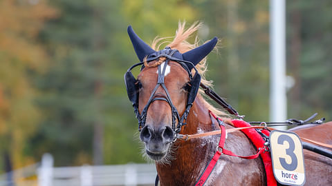 Caru hakee Porissa paluuta voittojen tielle.