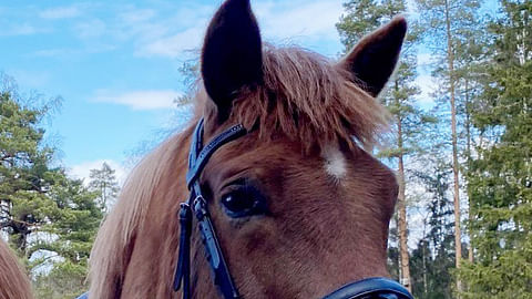 Eskosta ei ole tehty pienintäkään havaintoa. 