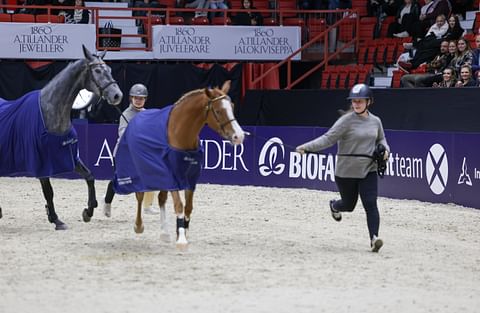 Cordlake's Amazing June ja Springhill Quartermaster esiintyivät Helsinki International Horse Show'ssa irtohypytysesteillä.  