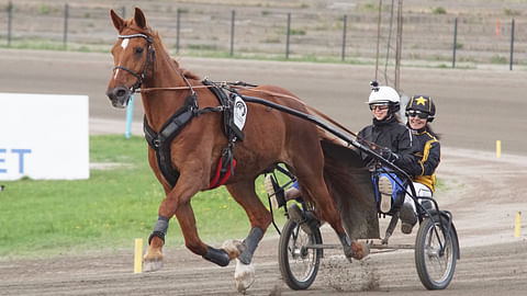 Rivercape Comet on iso, ryhdikäs ja näyttävä hevonen, joka on tuonut tandem-ajeluissa hymyn monien ihmisten huulille.