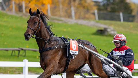 Jari Kinnusen suojatti Shackhills Gambler on ollut valmis menestymään jo 2-vuotiaana. Nyt hevonen on talvitauolle valmistautumassa ensi kauden koitoksia varten.