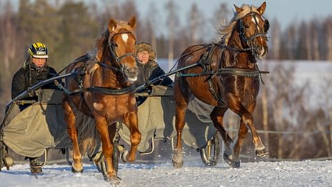 Seppo Suuronen ajaa nuoria suomenhevosia talvimaisemassa.