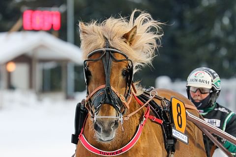 Marko Heikari ja Tuviker ovat järjestäneet yhden vuosituhannen isoimmista yllätyksistä.