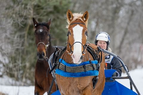 Stallonen aloitusstarttia Antti Ojanperän valmennuksesta odotetaan mielenkiinnolla.