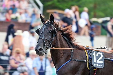 Lämminveriravuri Blacky Luca