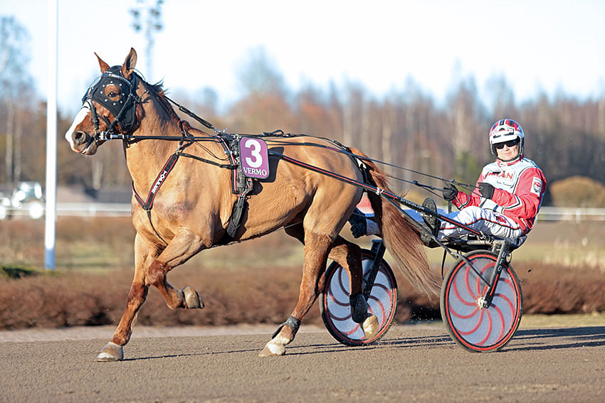 Topper on yksi Ideaparkin Lumiraveissa nähtävistä hevosista. Se juoksee sunnuntaina suomenhevosten montéssa Maija Forsin ratsastamana. Harri Koivunen ohjastaa suomenhevosten kärrylähdössä Kiirillaa.