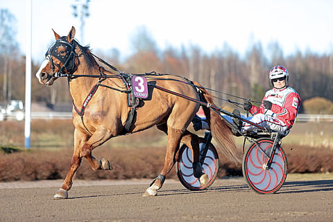 Topper on yksi Ideaparkin Lumiraveissa nähtävistä hevosista. Se juoksee sunnuntaina suomenhevosten montéssa Maija Forsin ratsastamana. Harri Koivunen ohjastaa suomenhevosten kärrylähdössä Kiirillaa.