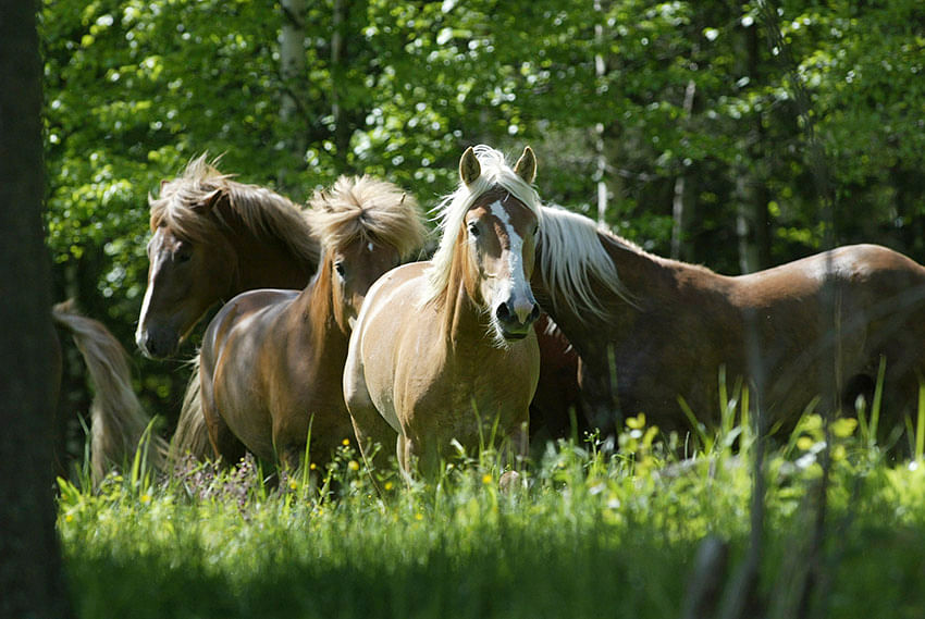 Tyynen ja levollisen hevosen silmien ilme on kirkas ja ilmeikäs. Korvat havainnoivat ympäristöä rennosti ja hevonen liikkuu vapautuneesti. Kaula on yleensä keskikorkealla. Hevosen suhtautuminen ympäristöönsä on uteliasta.