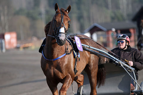 Bella Varjonen lämmittää hevosia (kuvassa Three July) kilpailuihin lähes päivittäin, mutta kilpaa hän ei ole vielä koskaan ajanut – ennen sunnuntaista Karin haasteajoa.