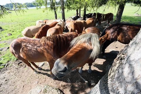 Eläinsuojeluasiamies kertoo, että jos eläin ei voi toteuttaa käyttäytymistarvettaan, seurauksena on esimerkiksi turhautumista, stressiä ja eläimellä voi ilmetä esim. epänormaalia käyttäytymistä.