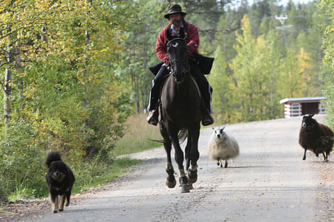 Veli Koljonen ja Harry du Hautsite tekevät päivittäiset lenkkinsä seuranaan Piki-koira ja lampaat Maija ja Helga. Kuva: Harri Lind.