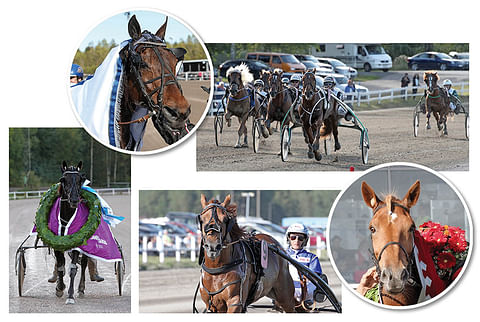 Vuoden hevoseksi 2015 ovat ehdolla Bret Boko (vas. ylh.), Seabiscuit (vas. alh.), Vitter (oik. ylh.), Jokivarren Kunkku (kesk. alh.) ja Saaga S (oik. alh.).