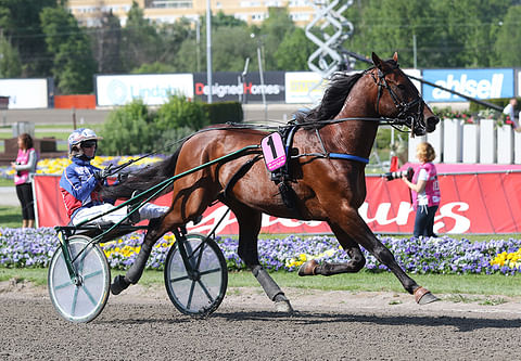 Kaksinkertainen Elitloppet-hevonen Royal Fighter on tänään ennätysjahdissa Mikkelissä rattaillaan totuttuun tapaan naisohjastajien eliittiin kuuluva Jennifer Tillman.