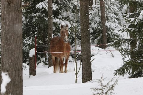 22-vuotias Liising tämän vuoden maaliskuussa kuvattuna.