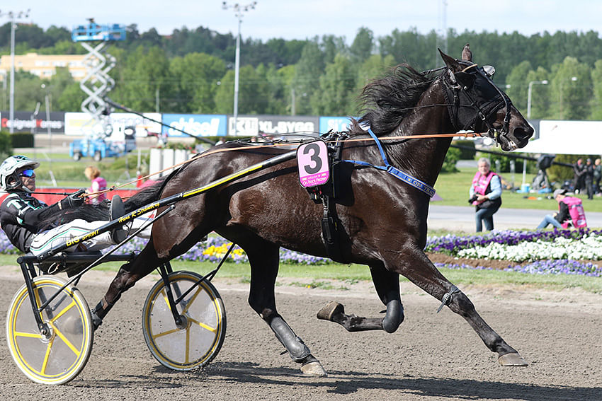 Seinäjoki Raceen saapuva 11-vuotias ruuna On Track Piraten saa kilpailla Ruotsissa vielä vuonna 2022. (Kuva: Totofoto)