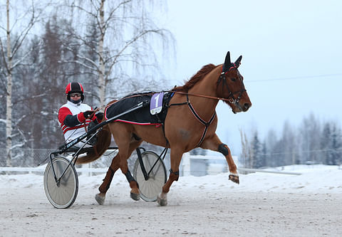 Juntti-Jussi sai suomenhevosista eniten ääniä joulukuun äänestyksessä.