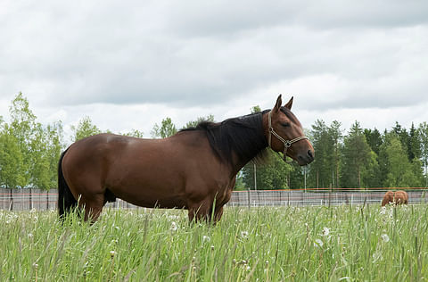 Issaquah Sund esitellään Kuukauden hevosena Hevosurheilussa keskiviikkona 5. heinäkuuta.