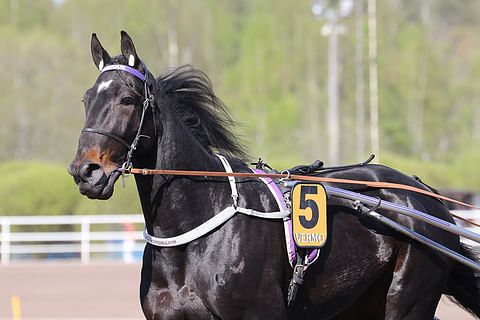 Onirique on voittanut 84 kilpailustaan 11. Kuva: Anu Leppänen.