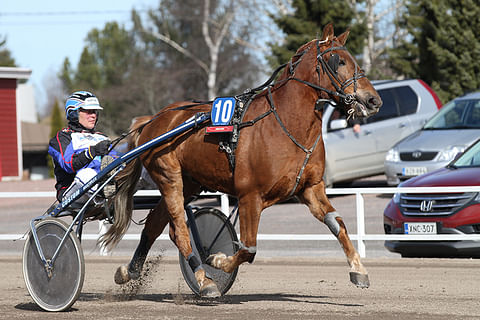 Veli Nurminen ajaa ja valmentaa ideavarma Shine Lavecia. Kuvan hevonen on suomenhevosori Buugi.