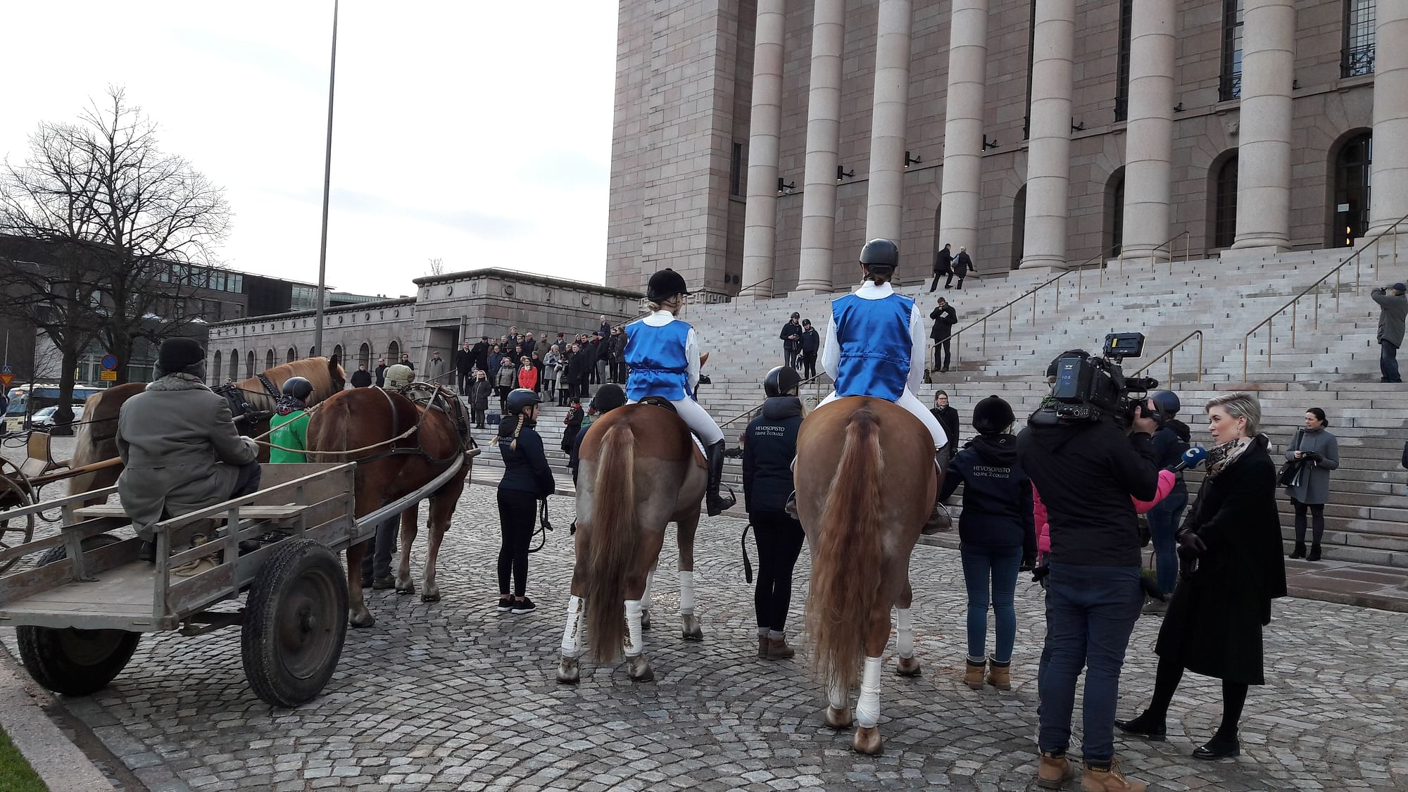 Eduskuntatalon edessä nähtiin jälleen kerran komeita suomenhevosia. Oikealla haastattelussa kansanedustaja Susanna Koski.