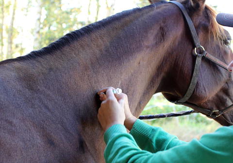 Herpesrokote pakolliseksi Ranskassa kilpaileville hevosille
