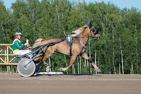 Timo Tuomisen valmentama Metsärinteen Valta on tehnyt hienoja suorituksia kauden kolmessa startissaan.