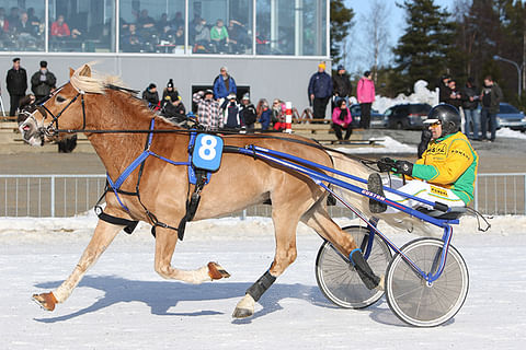 Arto Komulaisen 8-vuotias ori on voittanut yli puolet starteistaan.