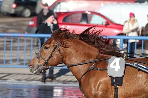 Ravikilpailuihin pääsy on rajattu hevosen valmentajalle, hoitajalle, autonkuljettajalle ja kilpailupäivän ohjastajille.