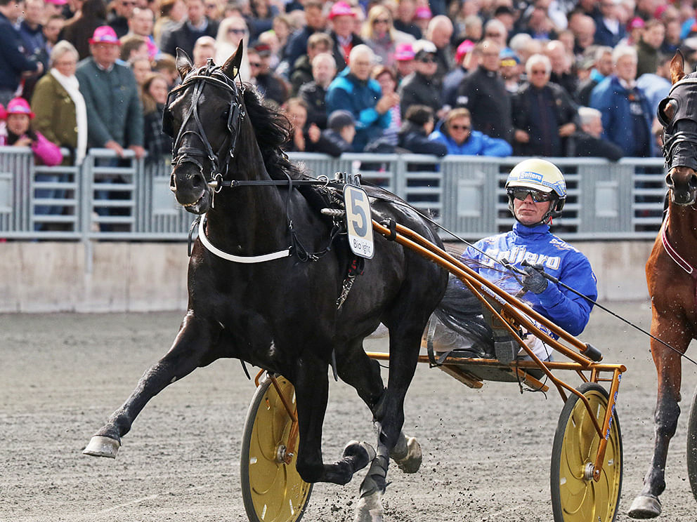 Viime vuonna Chief Orlando kiri yleisön edessä Sweden Cupin kakkoseksi, tänä vuonna se juoksee tyhjille katsomoille Elitloppetissa. Kuva: Jarno Unkuri