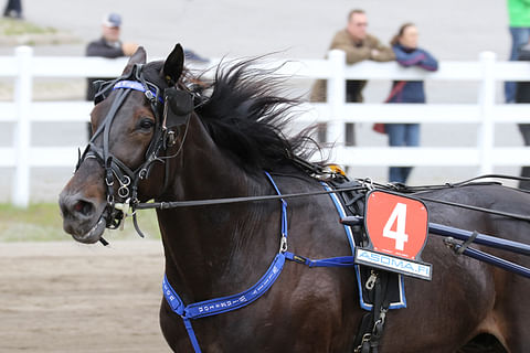 Willy Wingston valittiin Hevosurheilun Kuukauden hevoseksi tammikuussa 2019. Kuva: Anu Leppänen