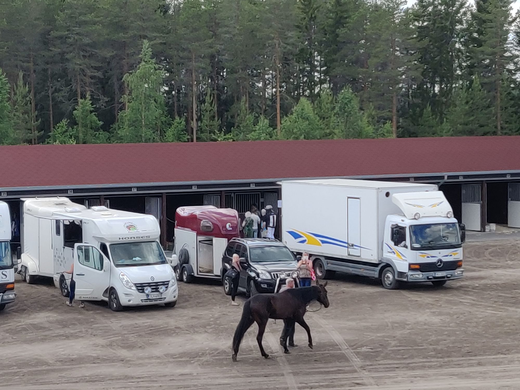 Hevosihmisen juhannukseen kuuluu perhematka raveihin – Nordic Queenissa  suomenhevostammojen kauden kärkiaika vaarassa