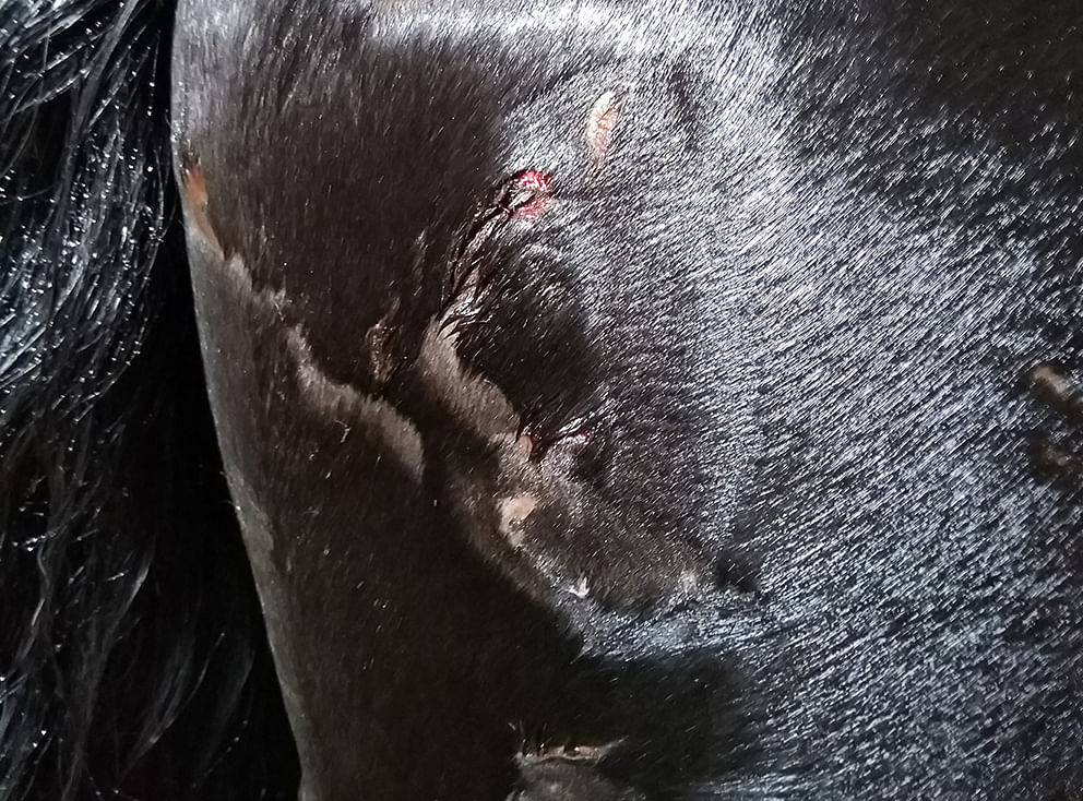 Shetlanninponioriin takapää näytti tältä haavojen puhdistuksen jälkeen. Kuva: Roger Lumberg.